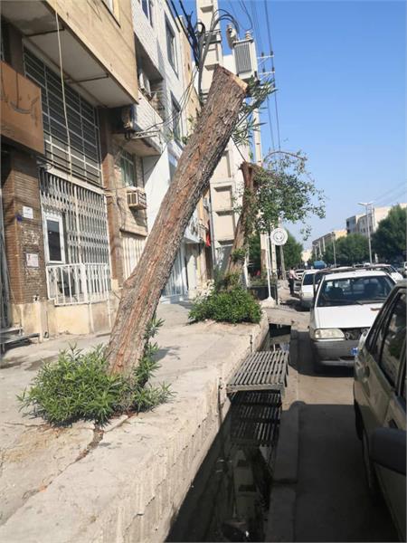 هرس و سبک سازی درختان کنوکارپوس خیابان شهید عاشوری بوشهر با هدف سهولت در انتقال آنها به خارج از محیط شهری انجام شد